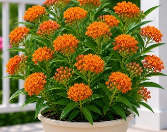 2 Orange Milkweed Plants Live for Planting, Perennial Orange Flower Plant, Asclepias Milkweed Tree in Garden, 4-8 Inch Tall, No Pot