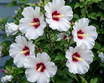 Set 2 Hibiscus Bleu Brulee Plants Live for Planting, Hardy Flower Hibiscus Plant in Home Garden, 4-8 Inch Tall, No Pot, No Ship TX