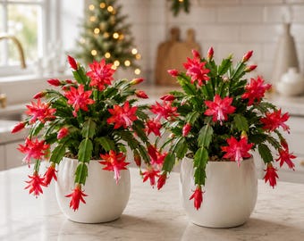 Set 4 Red Christmas Cactus Thanksgiving Cactus Plants, Holiday Tropical Cactus Live Plants in Home Garden Planting, 4-8 Inch Tall, No Pot