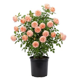 May include: A potted rose plant with numerous peach-colored blooms and green foliage. The plant is in a black plastic pot, set against a white background. The roses are fully bloomed, showcasing their layered petals.