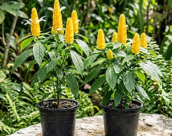 Set of 2 Yellow Shrimp Live Plants 4-6 Inch Tall, Bright Yellow Tropical Blooms Plants for Patio and Garden