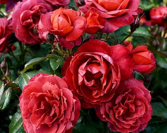 Hot Cocoa Rose Plant, Heirloom Roses Plant, Orange Floribunda Rose Bush, Floribunda Plant for Planting Outdoors, 4-6 Inch Tall, No Pot