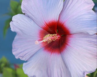 Hibiscus Bleu Brulee Plants Live for Planting, Hardy Flower Hibiscus Plant in Home Garden, 4-8 Inch Tall, No Pot, No Ship TX