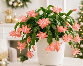 Set 2 Salmon Christmas Cactus Thanksgiving Cactus Plants, Holiday Tropical Cactus Live Plants in Home Garden Planting, 4-8 Inch Tall, No Pot