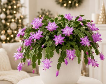 Set 2 Purple Christmas Cactus Thanksgiving Cactus Plants, Holiday Tropical Cactus Live Plants in Home Garden Planting, 4-8 Inch Tall, No Pot