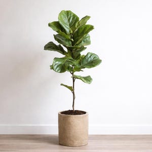 Może przedstawiać: Roślina Ficus lyrata w doniczce z dużymi, żywymi zielonymi liśćmi. Roślina znajduje się w beżowej, cylindrycznej donicy, na tle białej ściany i jasnej drewnianej podłogi. Roślina ma około 120 cm wysokości.