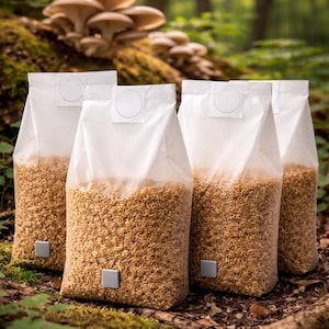 Puede incluir: Cuatro bolsas blancas llenas de grano, posiblemente para el cultivo de hongos, están dispuestas en un entorno forestal. Las bolsas tienen una ventana transparente y una pequeña pestaña cuadrada gris. En el fondo, un grupo de setas crece en un tronco de árbol.