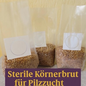 Könnte beinhalten: Drei transparente Beutel gefüllt mit Getreide, jeweils mit einem weißen Etikett versiegelt. Die Beutel sind auf Deutsch beschriftet mit Text, der "Sterile Körnerbrut für Pilzzucht" und "300 g" enthält. Der Hintergrund ist hellgelb.