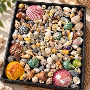 Può includere: Un vassoio rettangolare nero riempito con una collezione variegata di conchiglie di varie forme, dimensioni e colori, tra cui bianco, marrone, verde, giallo e rosa, insieme a diverse piccole stelle marine gialle sparse.