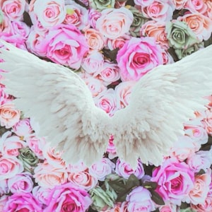 Könnte beinhalten: Ein Paar weißer Federflügel vor einem Hintergrund aus rosa, rosenfarbenen und grünen Rosen. Die Flügel sind der Mittelpunkt, mit detaillierten Federn. Die Rosen bilden einen weichen, romantischen Hintergrund.