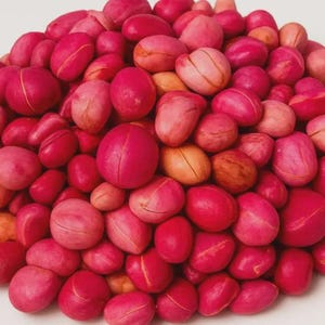 Puede incluir: Un gran montón de nueces de cola, cada una con una forma redondeada y lisa con una costura central distintiva. Las nueces muestran una gama de colores vibrantes, principalmente magenta intenso y rosa brillante, con variaciones en tono melocotón.