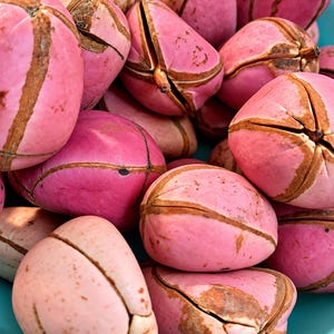 Puede incluir: Una colección de nueces de cola con cáscaras exteriores lisas de tono rosado. Cada nuez presenta crestas lineales de color marrón oscuro que dividen la superficie en segmentos. Las nueces están agrupadas, mostrando tonos variados de rosa.