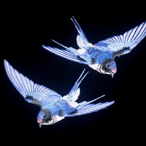 Może przedstawiać: Dwie niebiesko-białe jaskółki w locie na czarnym tle. Ptaki mają szczegółowe wzory piór i czerwone akcenty na dziobach. Obraz przedstawia ptaki w powietrzu, ze skrzydłami rozłożonymi.