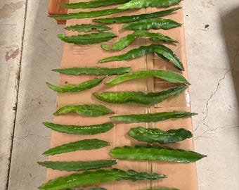 Dragon Fruit Cuttings (Multiple Varieties)