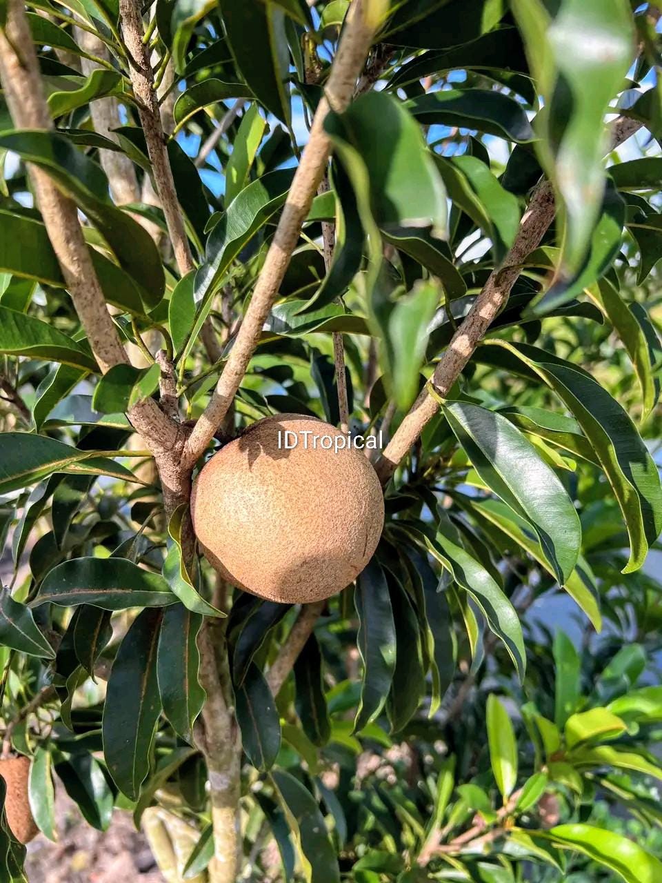Sapodilla plant - Etsy 日本