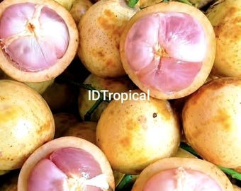Kepundung Menteng Piantina viva Baccaurea racemosa – Albero da frutto tropicale indonesiano 50–70 cm