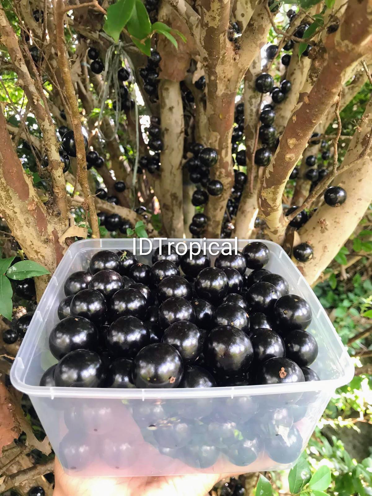 Jabuticaba tree - Etsy Schweiz