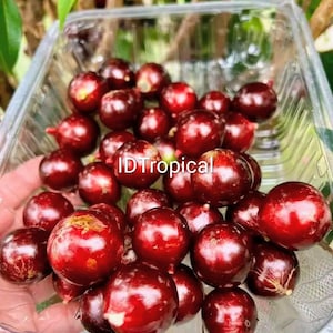 1+ Escarlet Jaboticaba Plant (Plinia sp.) – ympat tropiskt fruktträd - 40-70 cm