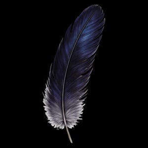 Animated Crow & Raven Feather PNG Bundle – Transparent Background, Black Bird Feather Clipart, Digital Download