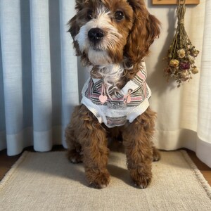 Könnte beinhalten: Ein flauschiger, braun-weißer Cavapoo-Welpe, der einen weißen Kapuzenpullover mit einem rosa-schwarz gestreiften Muster trägt. Der Welpe sitzt auf einem beigen Teppich vor einem weißen Vorhang.