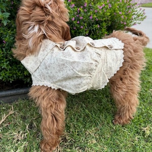 Puede incluir: Un perro con un vestido para perros con estampado floral color crema con botones de madera y ribete de encaje. El perro tiene pelaje marrón y blanco y está de pie sobre hierba verde frente a un arbusto con flores moradas.