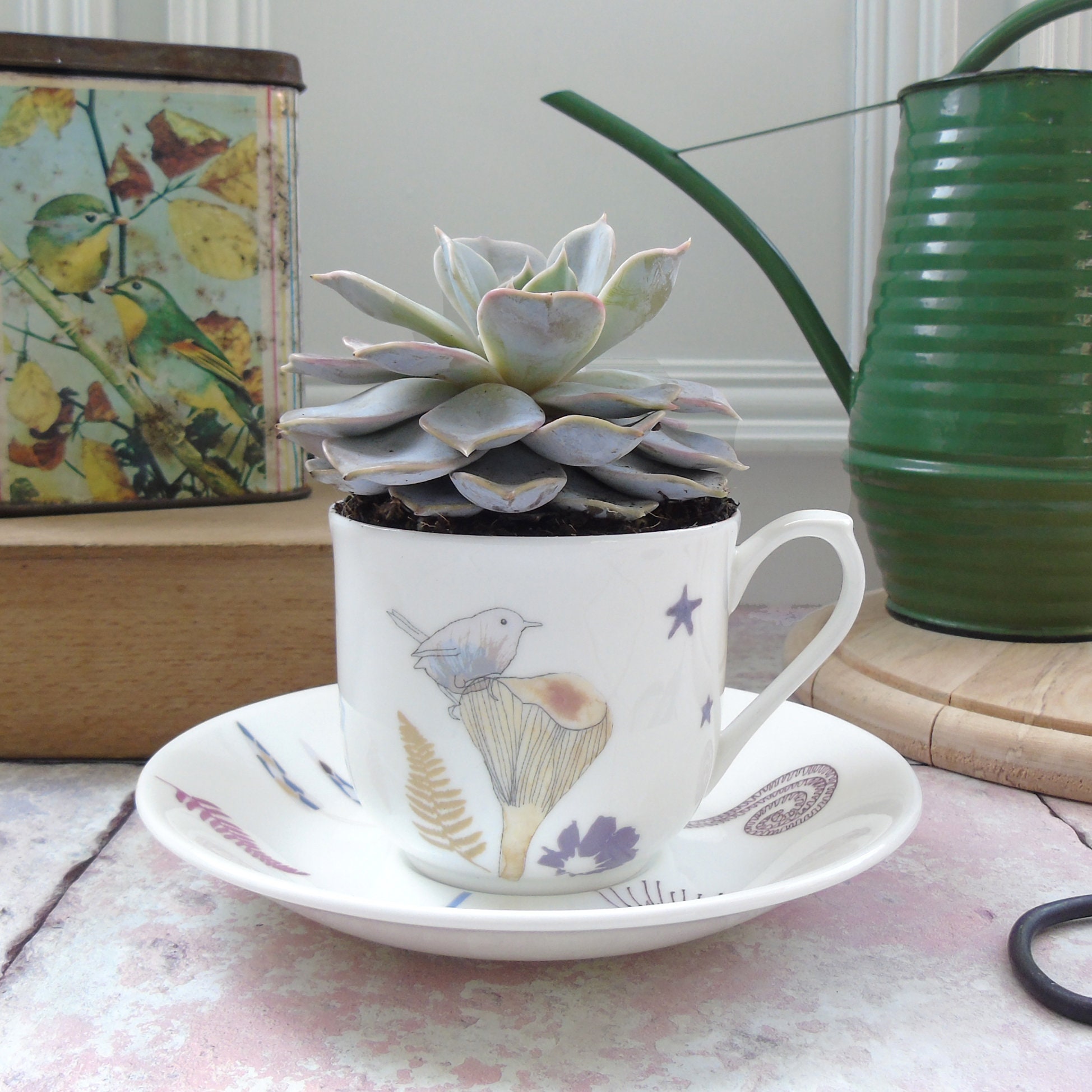 Succulent Planter Teacup And Saucer Planter Indoor Plant Etsy