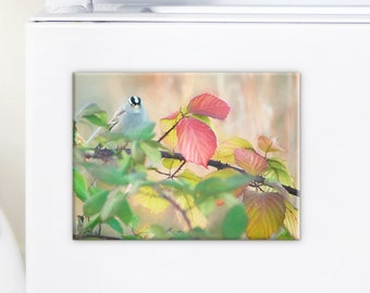 Bird Fridge Magnet, Small Gifts, Bird Lovers, Kitchen Decor, Collectible Art for your Fridge, Birthday Gift Ideas