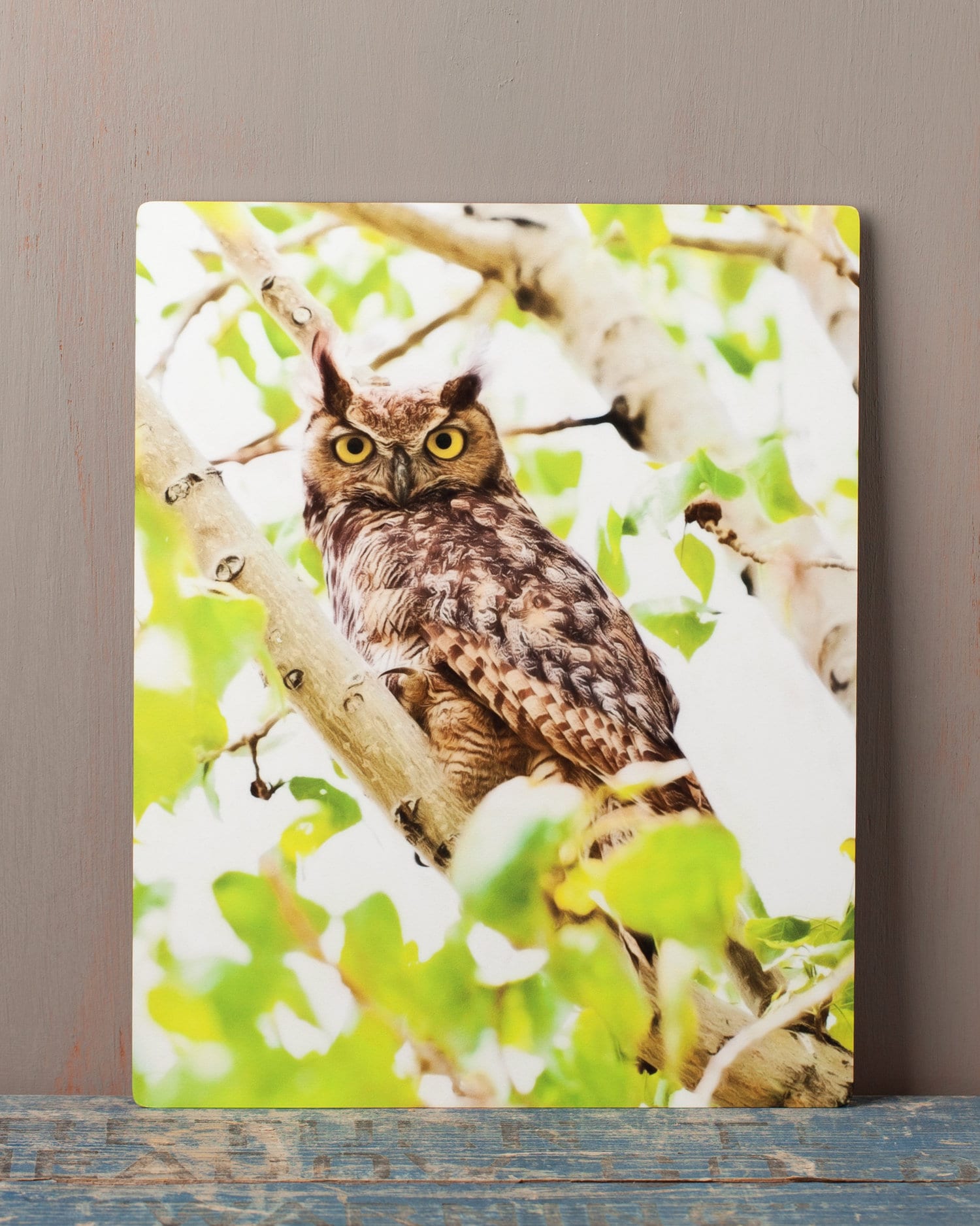 Great Horned Owl Metal Print – 11x14 Wildlife Photography Wall Art, Woodland Animal Decor, Nat