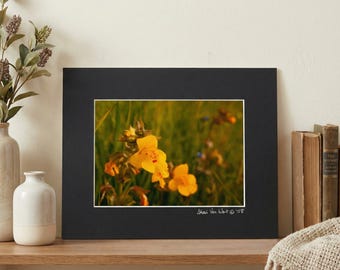 California Wildflower Photography – Matted Fine Art Print, 5x7