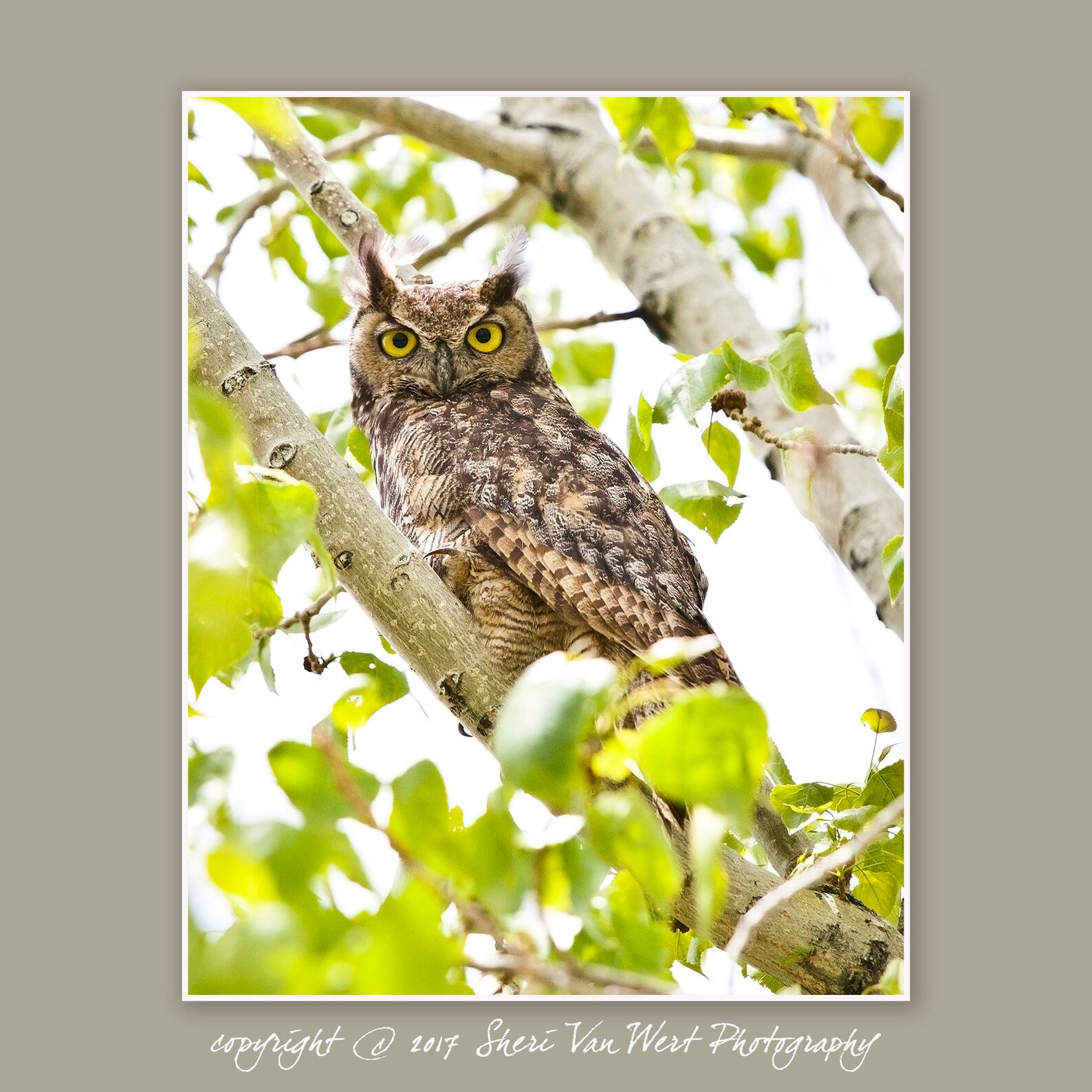 Owl Photography, Great Horned Owl Bird Photographic Wall Art, Woodland ...