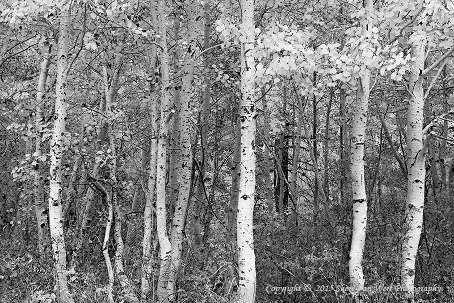 Aspen Trees Black and White Photography Woodland Forest Etsy
