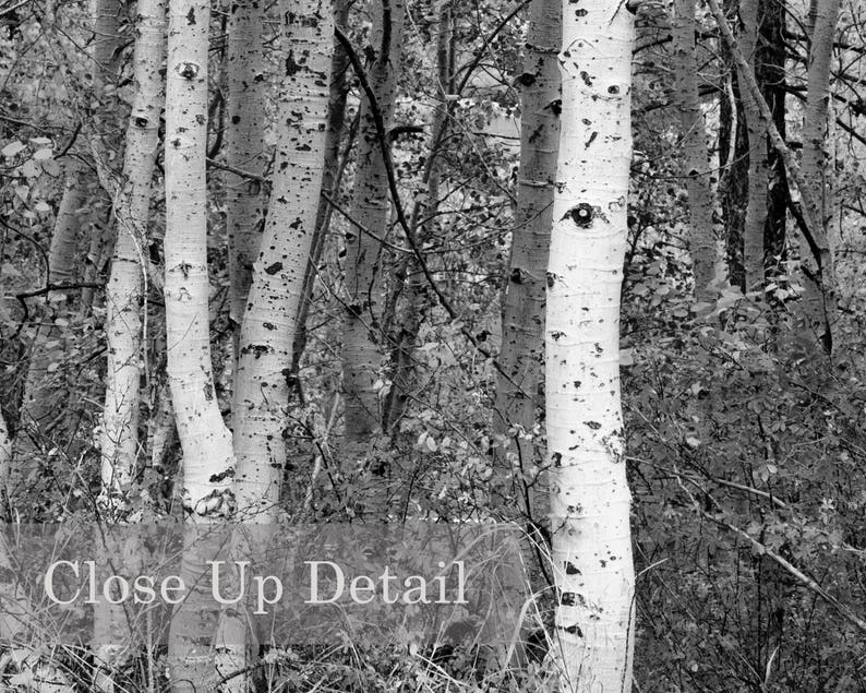 Aspen Trees Black and White Photography Woodland Forest Etsy