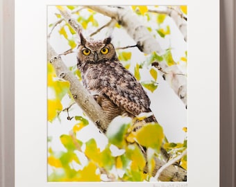 May include: A framed print featuring a Great Horned Owl perched on a tree branch. The owl has brown and white feathers, yellow eyes, and ear tufts. The background includes yellow and green leaves and white tree bark. The print is matted in white.