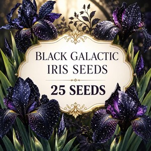 Graines d'iris galactique noir, fleur rare à barbe sombre, plante vivace de jardin champêtre (25 graines)