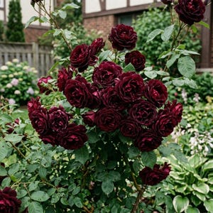 Black Velvet Rose Seeds - Etsy