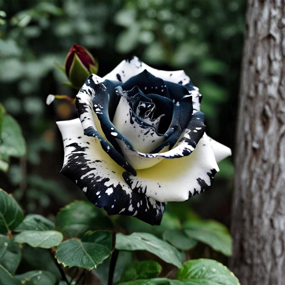 20 Dark White Tone Rose Seeds, Rare Ornamental Flower Planting - Etsy