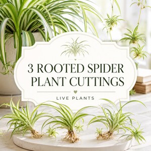 3 Rooted Spider Plant Cuttings, Variegated Easy Care Houseplant Starter