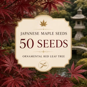 50 semi di acero giapponese / Piantagione di albero ornamentale a foglie rosse
