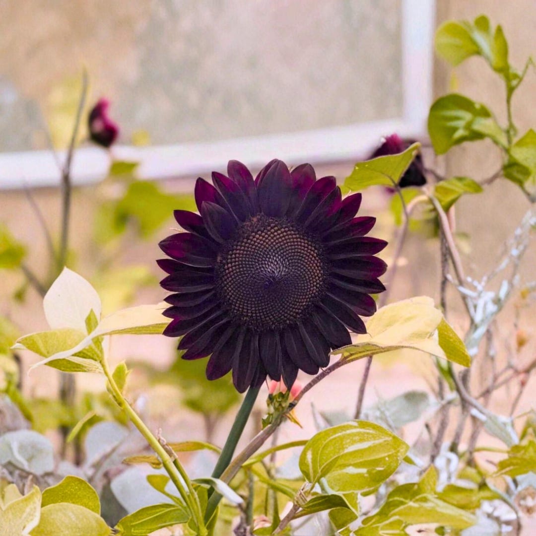 25 Black Beauty Sunflower Seeds Helianthus Annuum | Dark Ornamental