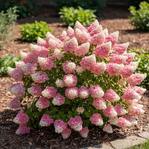 Puede incluir: Un arbusto exuberante de flores de hortensia rosas y blancas en plena floración. Las flores están agrupadas, creando una forma densa y redondeada. La planta está rodeada de mantillo y otras plantas verdes, lo que sugiere un jardín.