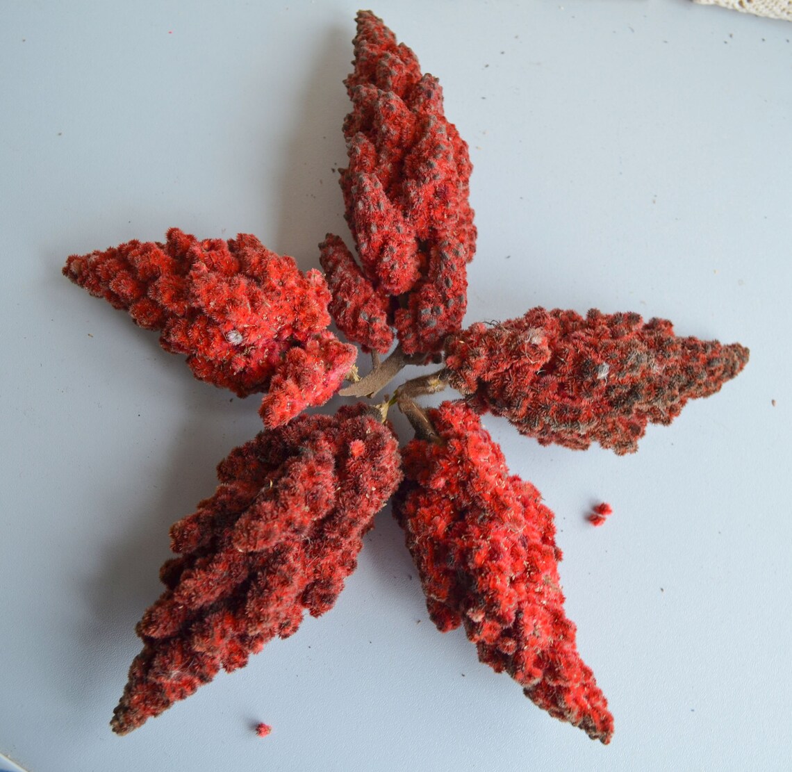 Natural red dried sumac tree berries nature florist craft Etsy