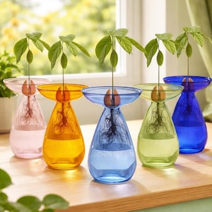 Kolorowy szklany wazon na nasiona awokado, hydroponiczny słoik do uprawy roślin, wystrój domu