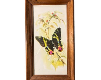 B Ballestar German Signed Watercolor Print Butterfly Sunset Moth Floral Framed