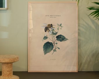 Plakat ścienny z motywem pszczoły miodnej – japoński plakat botaniczny w stylu vintage – wystrój domu w stylu naturalnym – minimalistyczna ilustracja owada