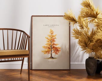 Modrzew – plakat botaniczny z motywem modrzewia – wystrój domu w stylu naturalnym – jesienne wydruki z motywem drzew w stylu vintage