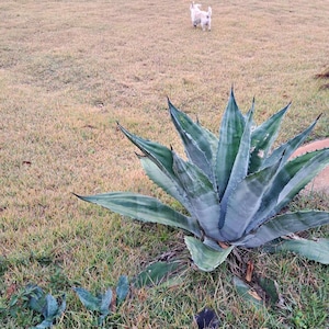 May include: A large, blue-green agave plant with sharp, pointed leaves. The plant is in a grassy area with a small dog in the background. The agave has a rosette shape and is surrounded by smaller plants.