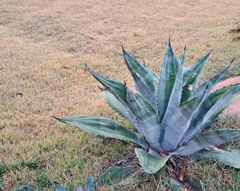 Agave Montana, Seed Grown, Growing in a 4" Pot, Rare in Cultivation. - Etsy