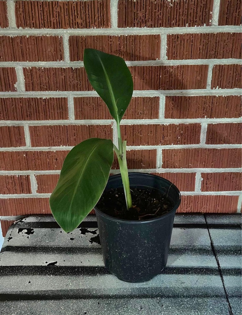 Blue Java / Ice Cream Banana - Etsy