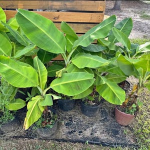 Könnte beinhalten: Eine Ansammlung junger Bananenpflanzen mit großen, leuchtend grünen Blättern. Die Pflanzen stehen in verschiedenen schwarzen und braunen Töpfen im Freien. Die Blätter weisen deutliche Adern und einen leicht gelblichen Farbton auf, was auf gesundes Wachstum hindeutet.