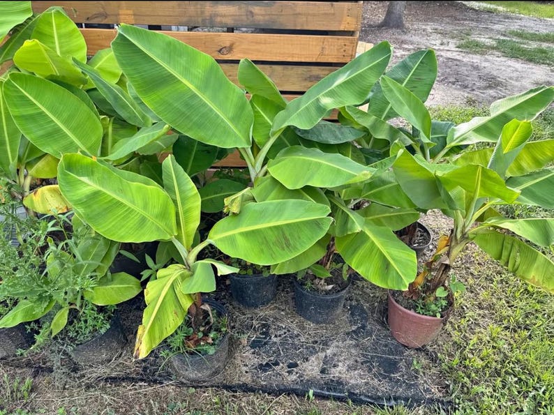 Blue Java / Ice Cream Banana - Etsy